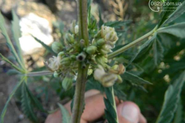 Вблизи Мариуполя мужчина выращивал коноплю: правоохранители обнаружили 18 кустов запрещенных растений Вблизи Мариуполя мужчина выращивал коноплю: правоохранители обнаружили 18 кустов запрещенных растений