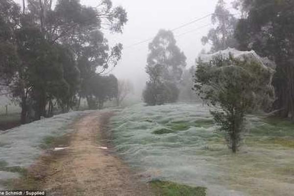 Парк в Австралии атаковали пауки, покрыв территорию паутиной Парк в Австралии атаковали пауки, покрыв территорию паутиной