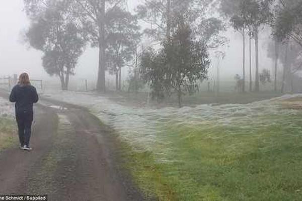 Парк в Австралии атаковали пауки, покрыв территорию паутиной Парк в Австралии атаковали пауки, покрыв территорию паутиной