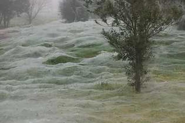 Парк в Австралии атаковали пауки, покрыв территорию паутиной Парк в Австралии атаковали пауки, покрыв территорию паутиной