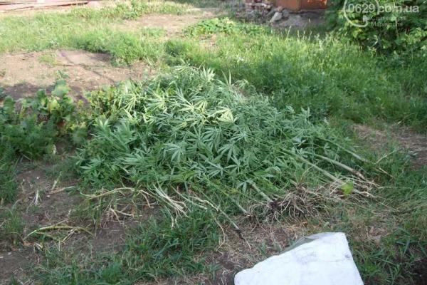 В центре Мариуполя мужчина выращивал кусты конопли для лечения суставов