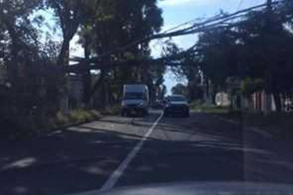 В Мариуполе дерево зависло на высоковольтных проводах