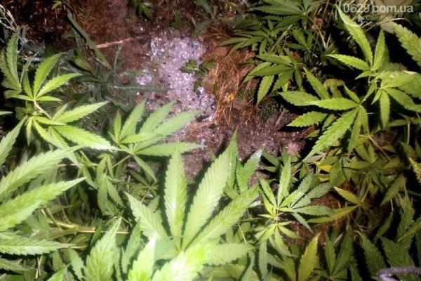 Вблизи Мариуполя правоохранители нашли конопляную плантацию Вблизи Мариуполя правоохранители нашли конопляную плантацию