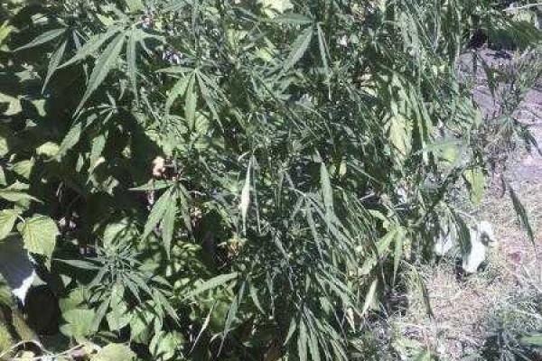 В Мариуполе правоохранителям удалось обнаружить 126 кустов конопли В Мариуполе правоохранителям удалось обнаружить 126 кустов конопли