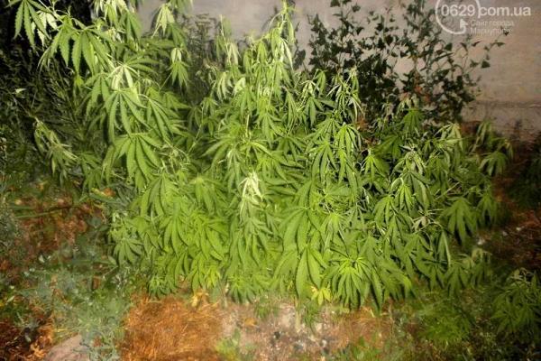 Вблизи Мариуполя правоохранители нашли конопляную плантацию Вблизи Мариуполя правоохранители нашли конопляную плантацию