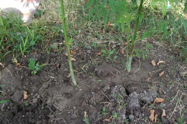 В центре Мариуполя мужчина выращивал кусты конопли для лечения суставов