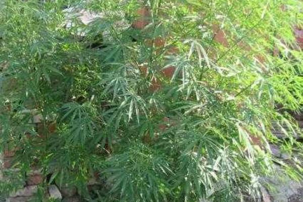 В центре Мариуполя мужчина выращивал кусты конопли для лечения суставов