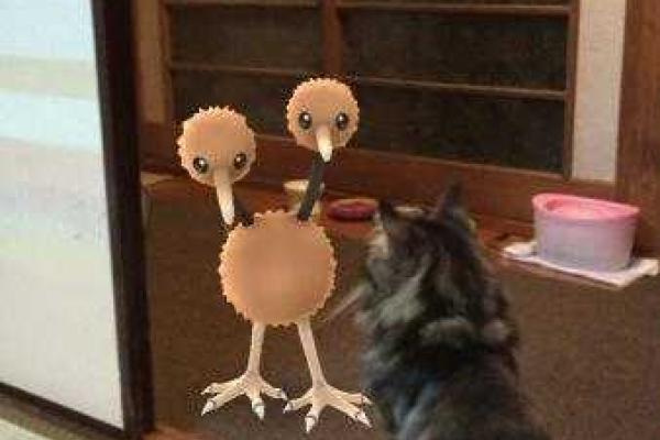 Японцы обнаружили, что домашние животные способны «видеть» покемонов