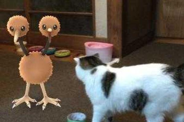 Японцы обнаружили, что домашние животные способны «видеть» покемонов