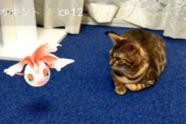 Японцы обнаружили, что домашние животные способны «видеть» покемонов