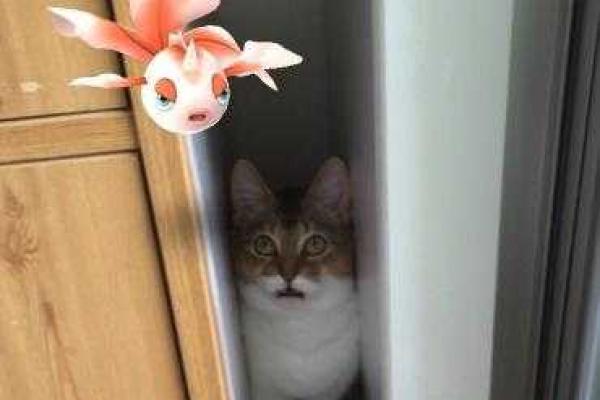 Японцы обнаружили, что домашние животные способны «видеть» покемонов