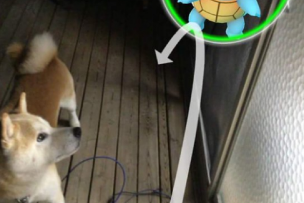 Японцы обнаружили, что домашние животные способны «видеть» покемонов