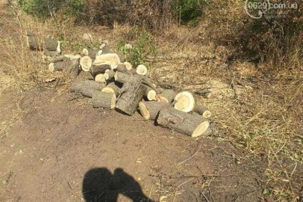 В Мариуполе поймали мужчин, которые незаконно пилили деревья В Мариуполе поймали мужчин, которые незаконно пилили деревья