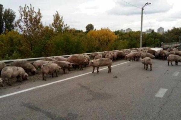 Под Харьковом перевернулась фура со свиньями: патрульным пришлось ловить животных Под Харьковом перевернулась фура со свиньями: патрульным пришлось ловить животных
