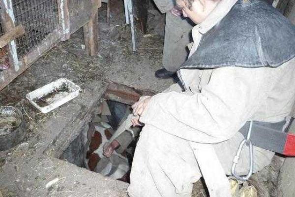 Новости из "ЛНР": "сенсационный" фоторепортаж по спасению козы и коровы, которые провалились в погреб Новости из "ЛНР": "сенсационный" фоторепортаж по спасению козы и коровы, которые провалились в погреб