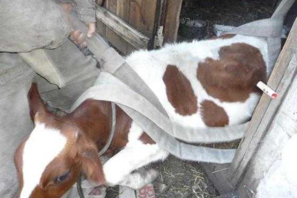 Новости из "ЛНР": "сенсационный" фоторепортаж по спасению козы и коровы, которые провалились в погреб Новости из "ЛНР": "сенсационный" фоторепортаж по спасению козы и коровы, которые провалились в погреб