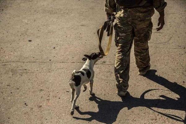 Животных на передовой сотни, тысячи. Они несут службу и героически гибнут