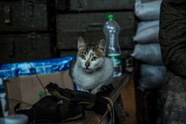 Животных на передовой сотни, тысячи. Они несут службу и героически гибнут