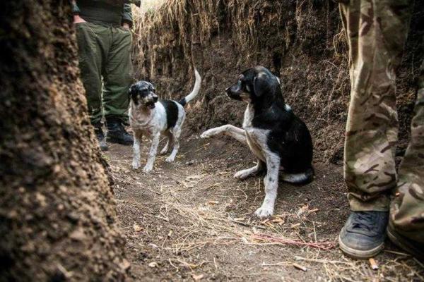 Животных на передовой сотни, тысячи. Они несут службу и героически гибнут
