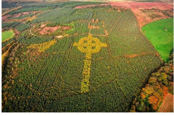 В лесу Ирландии найден огромный кельтский крест из деревьев