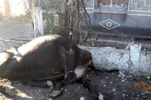 Опубликованы шокирующие снимки обстрела Марьинки (18+)