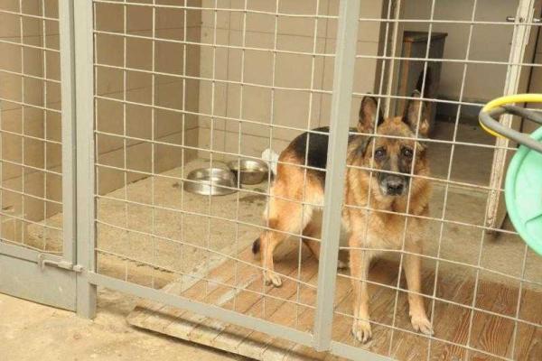 СБУ разоблачила коррупционную схему на таможенном посту "Тиса": деньги прятали в собачьем вольере