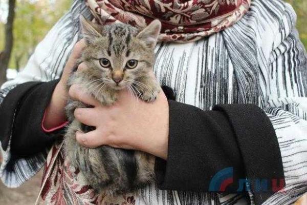 "Шедевр" от корреспондентов "ЛНР": 230-килограммовая корова упала в колодец и свернулась калачиком "Шедевр" от корреспондентов "ЛНР": 230-килограммовая корова упала в колодец и свернулась калачиком