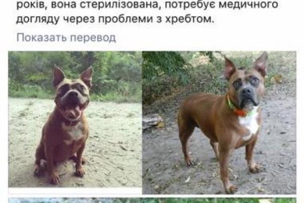 В Сети опубликовали фото мужчины, который похищает собак в Киеве В Сети опубликовали фото мужчины, который похищает собак в Киеве