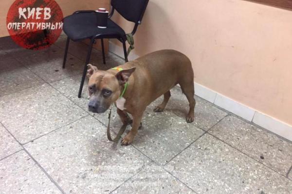 В Сети опубликовали фото мужчины, который похищает собак в Киеве В Сети опубликовали фото мужчины, который похищает собак в Киеве