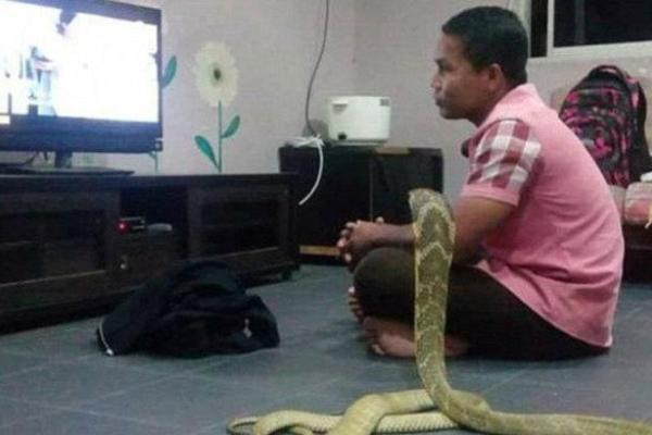 В Таиланде мужчина, после смерти возлюбленной, женился на кобре В Таиланде мужчина, после смерти возлюбленной, женился на кобре