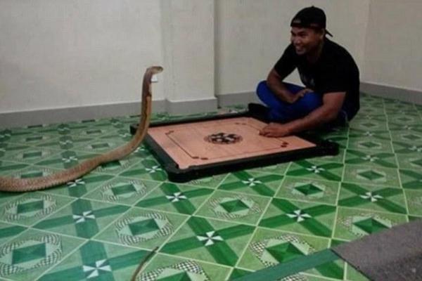 В Таиланде мужчина, после смерти возлюбленной, женился на кобре В Таиланде мужчина, после смерти возлюбленной, женился на кобре