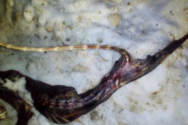 В России жители Пермского края нашли труп загадочного существа В России жители Пермского края нашли труп загадочного существа