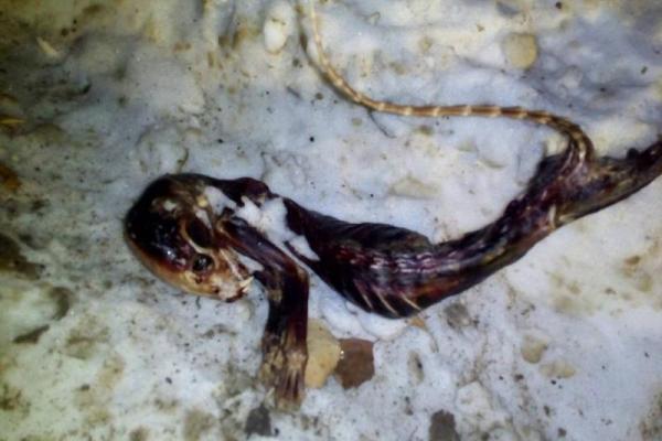 В России жители Пермского края нашли труп загадочного существа В России жители Пермского края нашли труп загадочного существа