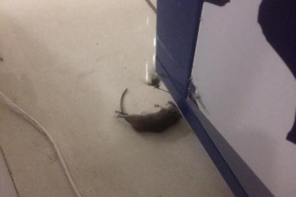 В торговом центре Одессы покупатели заметили крысу на полу В торговом центре Одессы покупатели заметили крысу на полу