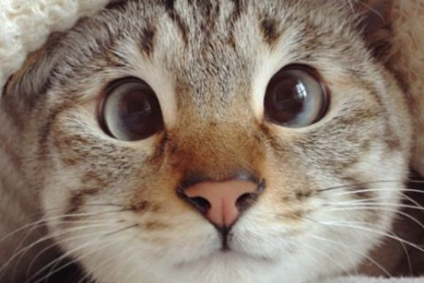 Кумедний косоокий кіт став зіркою Instagram