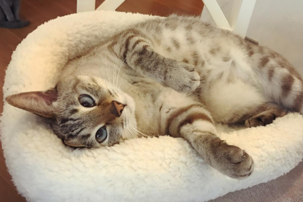 Кумедний косоокий кіт став зіркою Instagram