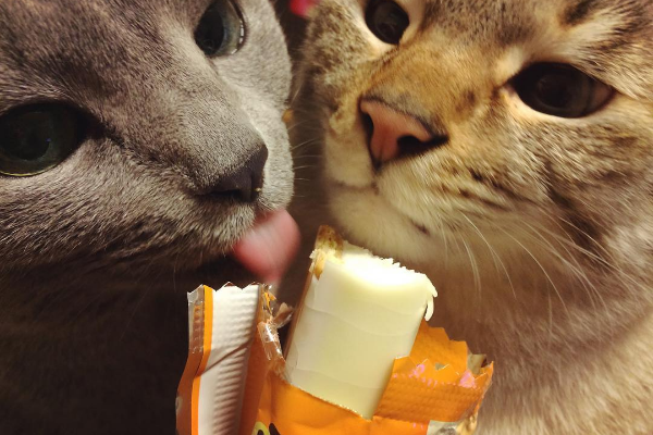 Кумедний косоокий кіт став зіркою Instagram