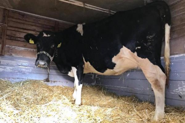 Олег Ляшко получил на день рождения необычный подарок