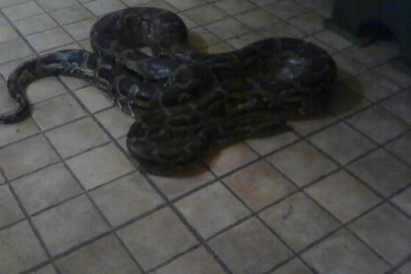 В Ужгороде произошел шокирующий инцидент: от хозяина сбежал трехметровый тигровый питон