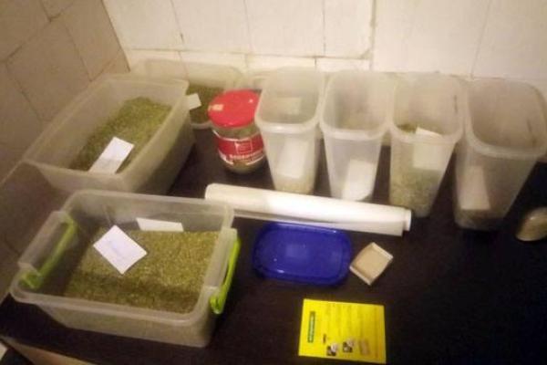 В Краматорске арестовали плантатора конопли 