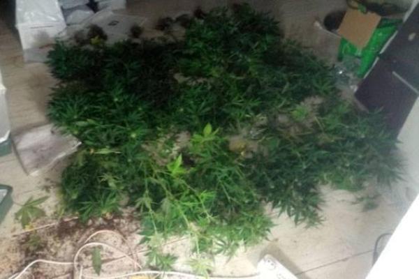 В Краматорске арестовали плантатора конопли 