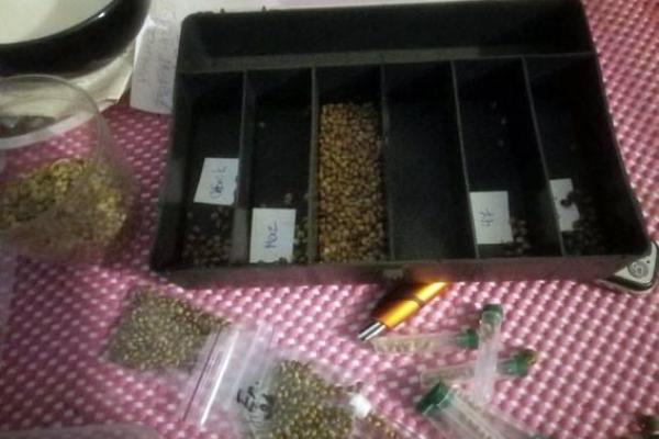 В Краматорске арестовали плантатора конопли 