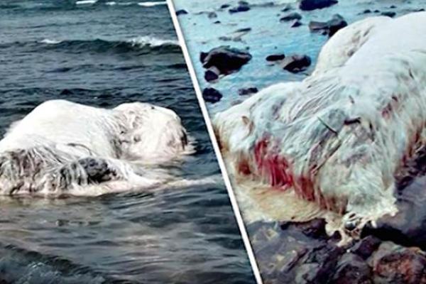 Жители Филиппин напуганы страшной находкой: на берег выбросило волосатое чудовище