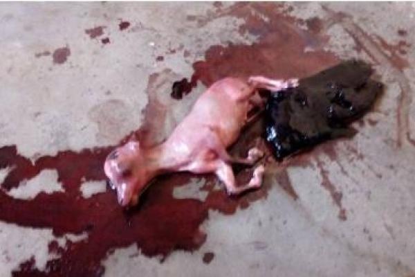 В Африке произошел шокирующий инцидент: женщина родила козленка (18+)