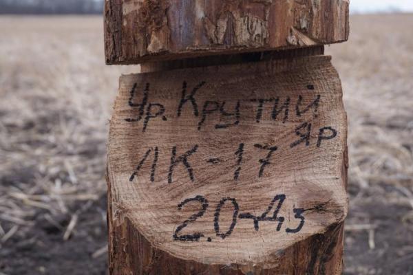 На месте ожесточенных боев за гору Карачун высадили дубовую рощу