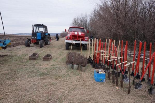 На месте ожесточенных боев за гору Карачун высадили дубовую рощу