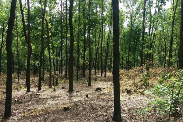 "Регион скоро превратится в безжизненное место": жители ОРДО обеспокоены массовой вырубкой леса