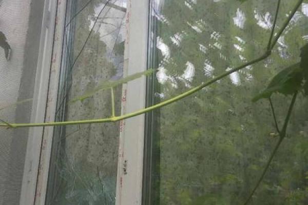 На Луганщине в результате обстрелов боевиков повреждены жилые дома в Золотом