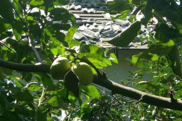 На Луганщине в результате обстрелов боевиков повреждены жилые дома в Золотом