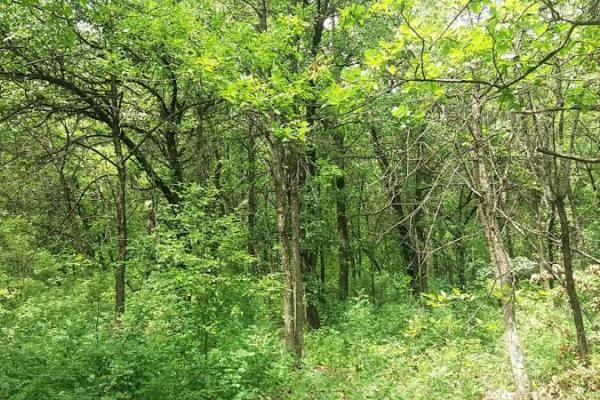 "Регион скоро превратится в безжизненное место": жители ОРДО обеспокоены массовой вырубкой леса